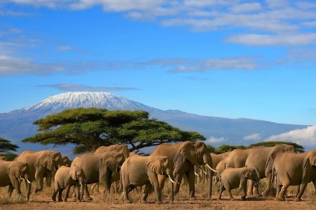 12 Days Kenya Wildlife Safari And Beach Tour