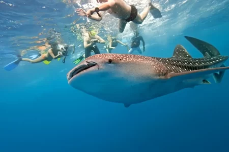 Whale Shark Spotting In Diani Beach