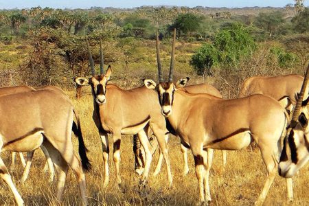 6 Days Samburu, Aberdares And Amboseli Safari Tour